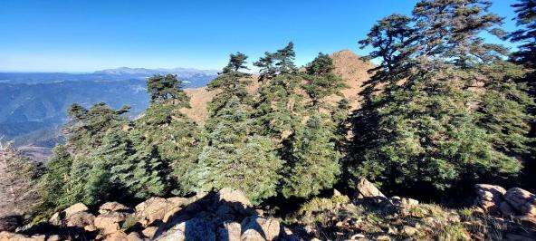 Sierra Bermeja Pinsapares (1)